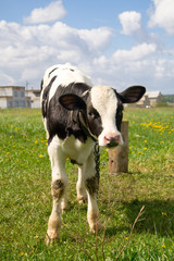 cow