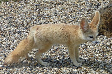 Fennic Fox