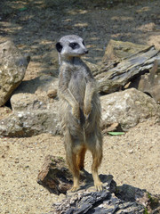 Meercat No 3