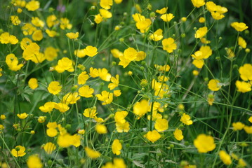 Obraz premium fleur et champ