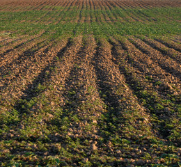 tierras de cultivo