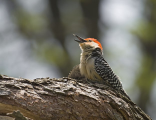 Red-bellied Woodpecker