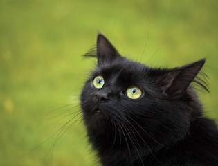 Black cat