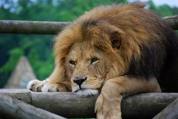lazy lion