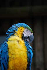 parrot