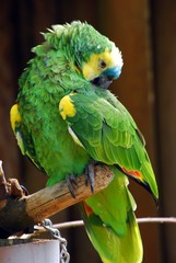 parrot