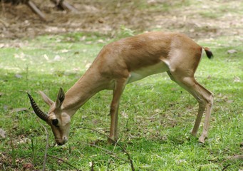 Deer