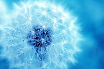 Dandelion dreams - Faux-color, soft-focus dandelion