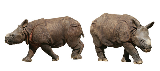 Indian Rhinoceros cubs, isolated