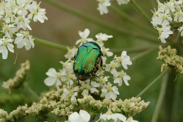 carapace