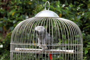 perroquet en cage © ricky_68fr