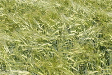 it is a macro of a field of barley