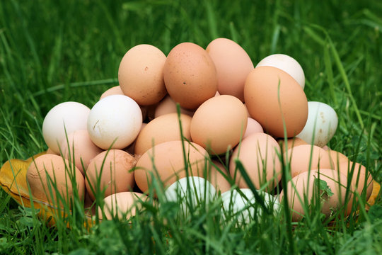 oeufs bio dans l'herbe