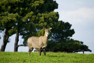 Nilgai antelope