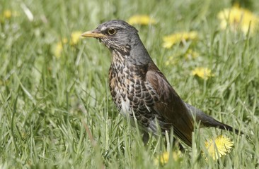 Fieldfare 