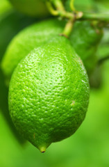 Green lemon in the lemon tree.
