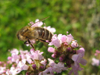 abeille