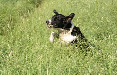 Hund in Wiese