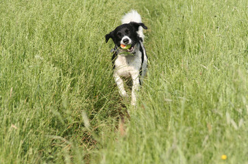 Rennender Hund