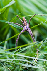Nursery Spider