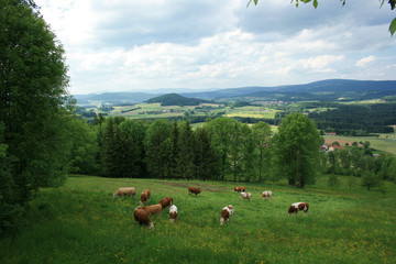 Fototapeta premium Saftige Wiesen und Felder im Bayerischen Wald