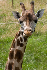 Giraffe close-up