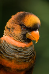 Parakeet close-up 