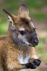 Kangaroo 