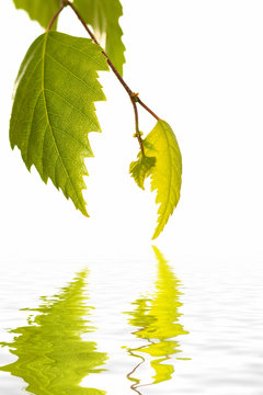 Birch Leafs reflecting in Water