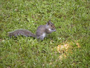 squirrel eating corn
