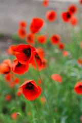 Fototapeta premium poppies