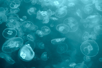 jellyfish background