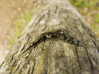 Moth on a tree - 20080426-1180060