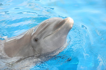 Fototapeta premium TENDER KISS