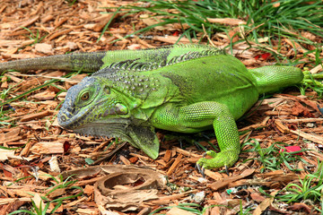 walking iguana
