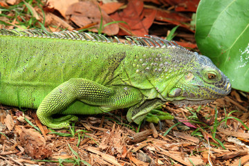 GREEN IGUANA