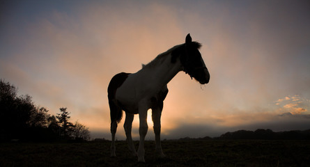 horses