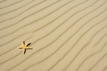 the starfish on sand