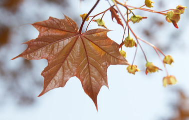 Brown leaf of a maple with colors on a blue background