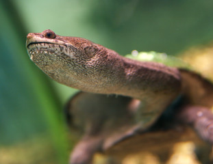 Turtle with a long head in an aquarium