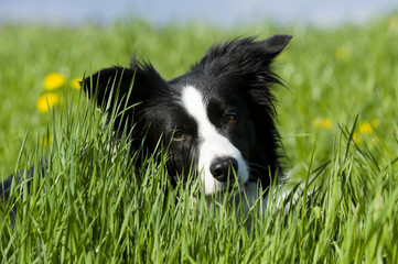 Bordercollie