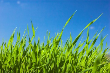 Obraz premium Grass and blue sky