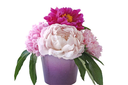 Pfingst rosen in vase