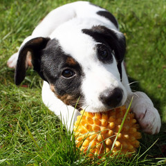 chiot jack russel