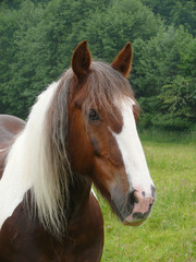 Fototapeta premium Kopfbild eines Pinto