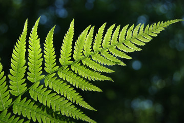 Leaves of fern - Dryopteris filix-max.