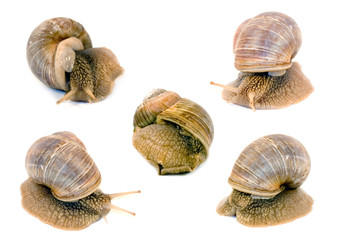 Snails isolated on white background