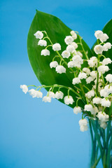 Lily of the valley on a blue background