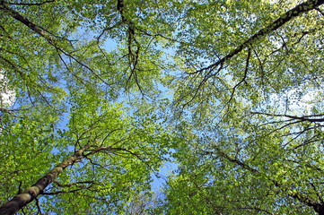 frühling wald 