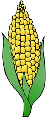 Ear Of Corn